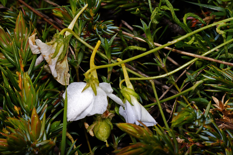 Viola corsica subsp. limbarae / Viola del Limbara